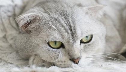 英超争冠和争四形势:利物浦冠军稳了,9队争抢下赛季欧冠名额