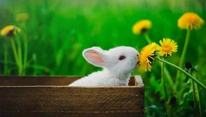 利物浦领跑格伊争夺战,切尔西阿森纳等队也可能参与竞争